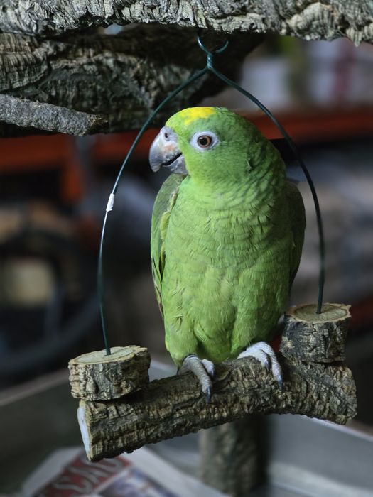 Papagaios diversas espécies