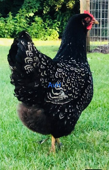 Raças galinhas Surenha morucha entre outras raças