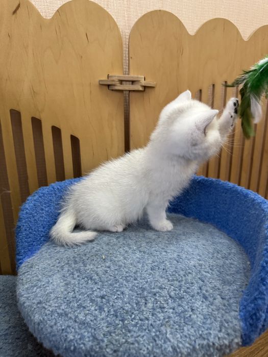 Сріблясті кошенята