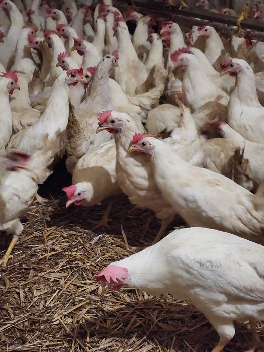 Kury nioski Rosa Leghorn Messa z pierwszym jajkiem. Dowóz Gratis.