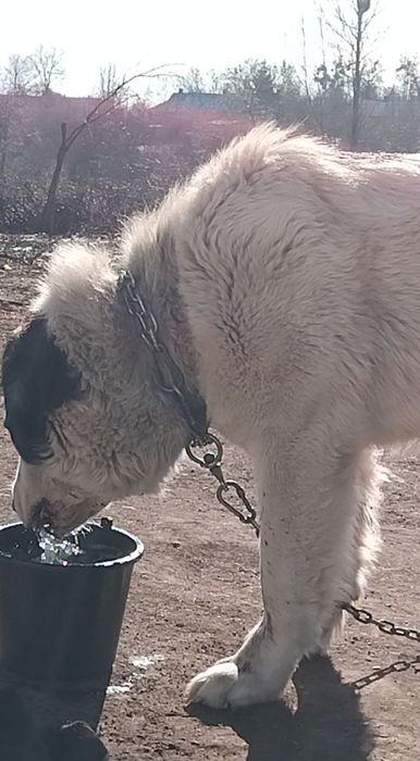 Вязка Среднеазиатского  Алабая,корни Туркменские