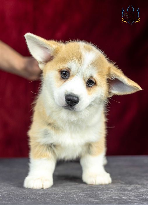 Вельш корги пемброк, шикарнющий парень!