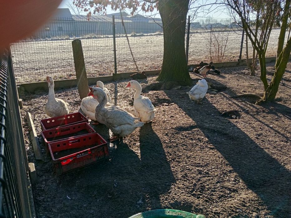 Gęsi Chelmogory pary