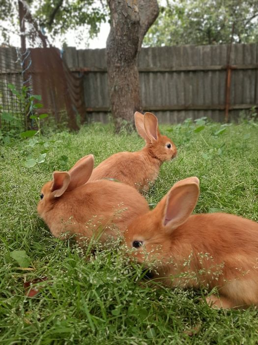 Пропонуємо кролів