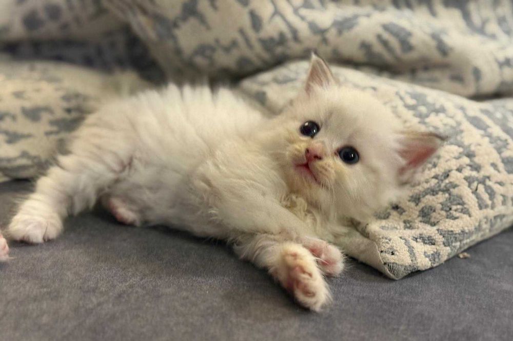 Kotka Neva Masquerade " Różyczka " ZAREZERWOWANA