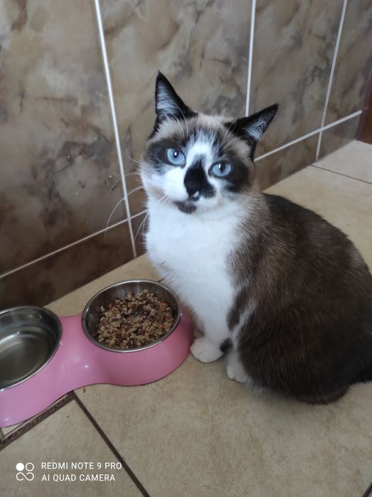 Отдам кошечку стерилизованную, очень умная и чистоплотная!