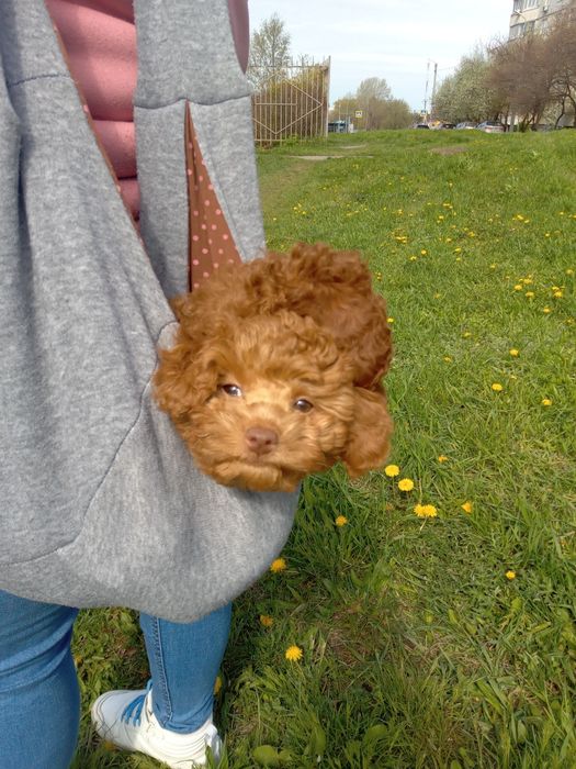 Той пудель.девочки