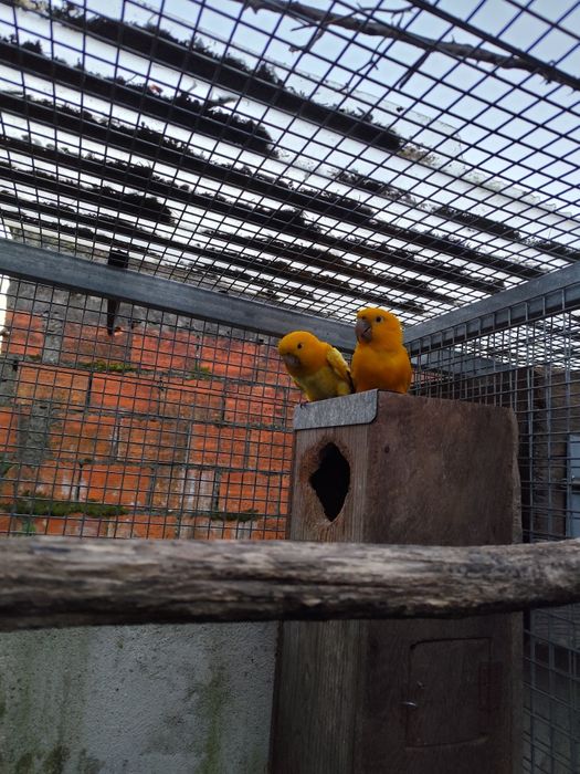 Casal REPRODUTOR de Guarubas