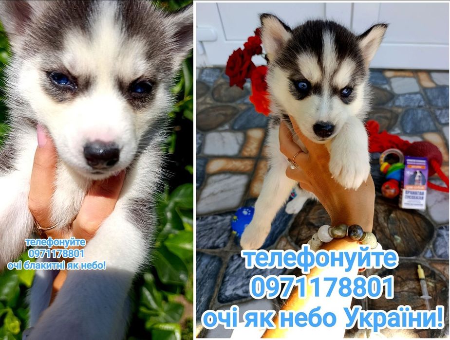 Очі — як небо, серце — як у вірного друга.