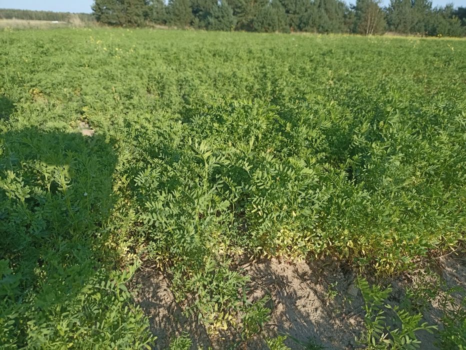 Sprzedam soczewica zielona