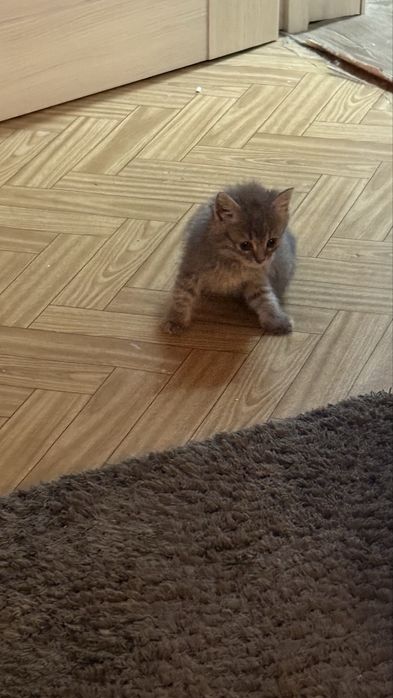 Віддамо котеня(дічинку)