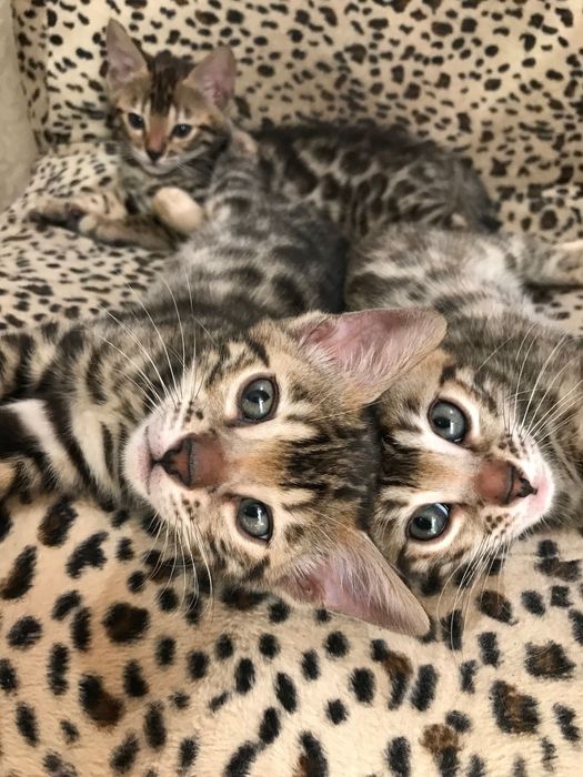 Бенгальские котята