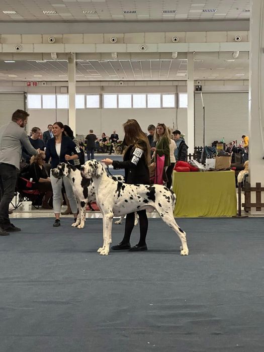 Dog niemiecki arlekin - dorosly samiec FCI/ ZKwP