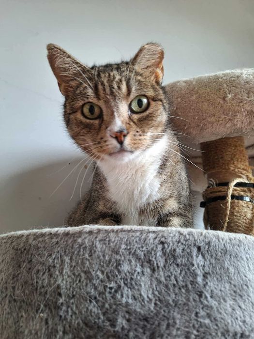 Starsza kotka szuka spokoju, ciszy, zrozumienia