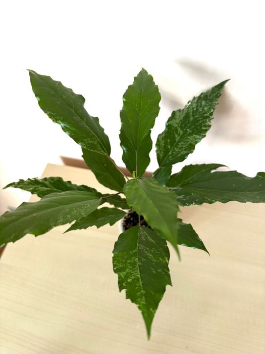 Спатифиллум , Гибискус, Кроссандра, Сциндапсус, Рождественник