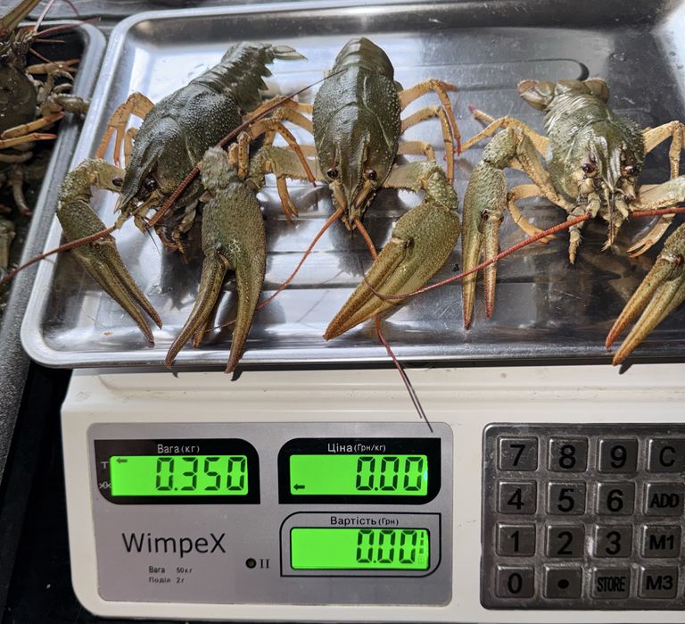 Відбірний рак в наявності