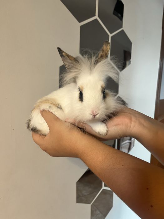 Królik miniaturka