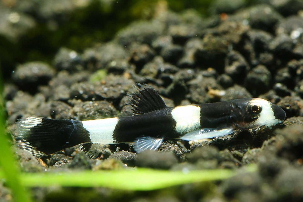 Ryby Rarytas Loach Panda - Yaoshania pachychilus. Cetarius
