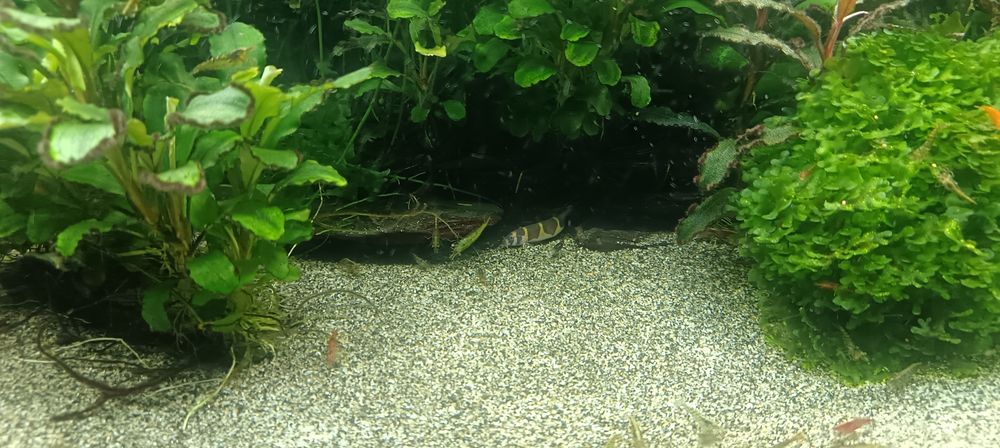 Vendo ou troco plantas e peixes tropical