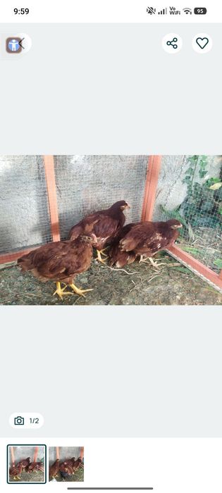 Frangos Rhode Island Red,.10€