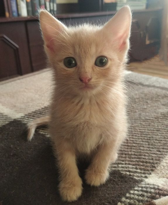 Котята в добрі руки