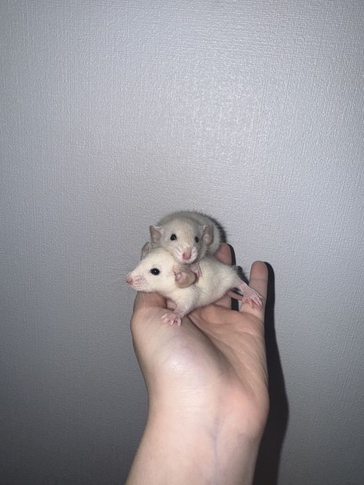 декоративні щурики Швидкий продаж Доставка