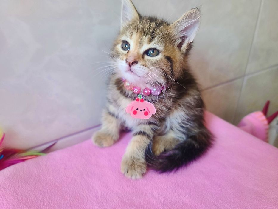 Кото-дитина в мріях про сім'ю, кішка Міра, 2м, кіт, кішка