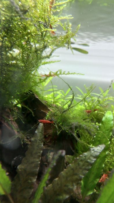 Krewetki Red Cherry