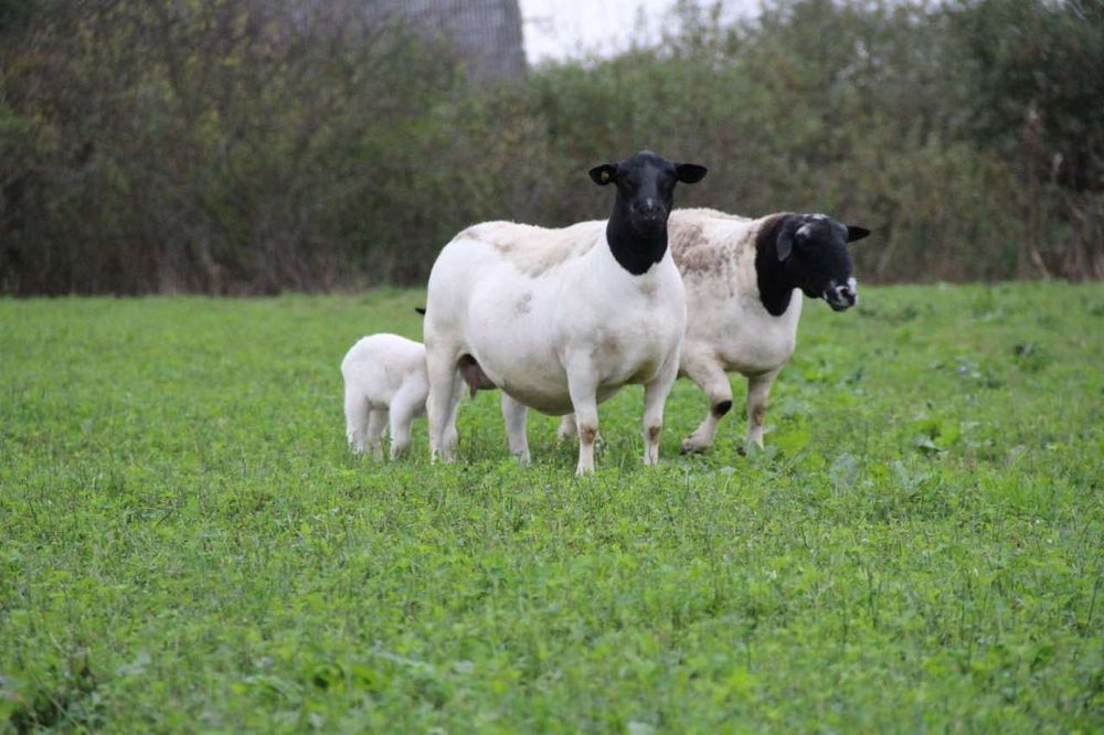 Дорпер племінний