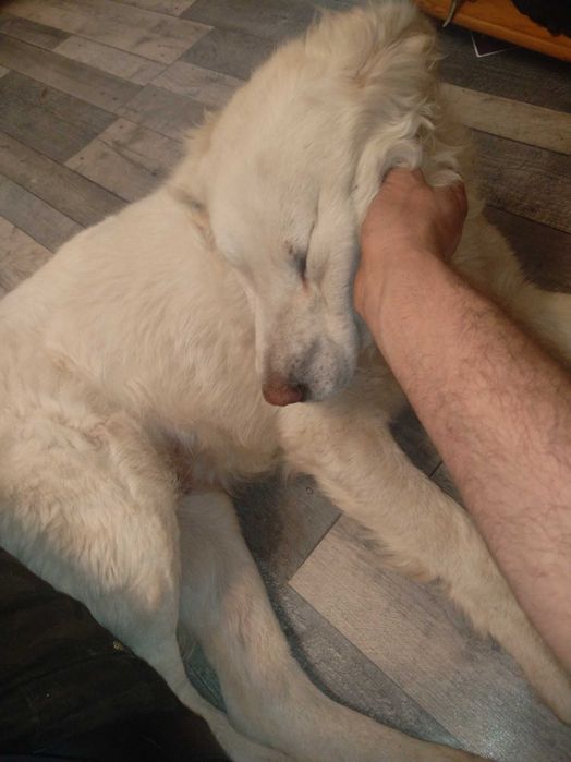 Owczarek podhalański