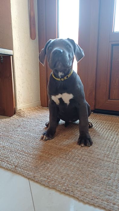 Cane Corso suczka mocna budowa