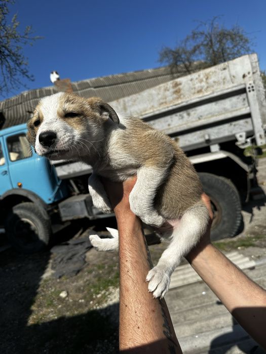 Віддам цуценят в добрі руки