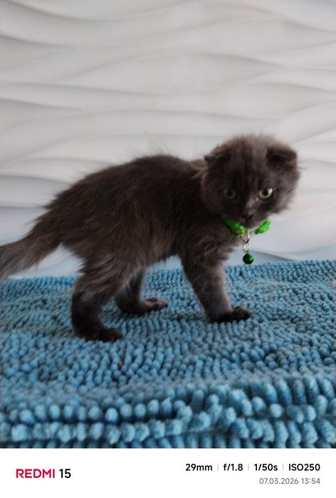 Британські висловухі котенята
