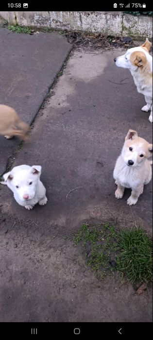 Цуценята в добрі руки