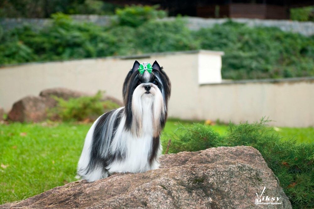 Восхитительный мальчик бивер ждёт невест!