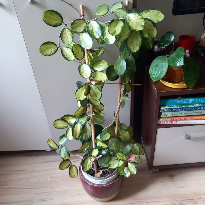 Hoja austalis Lisa sadzonka cięta