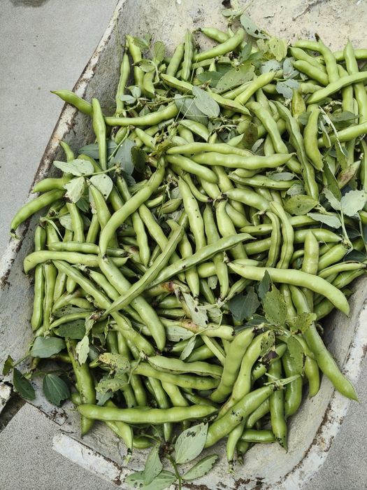 Favas com casca "biológico"