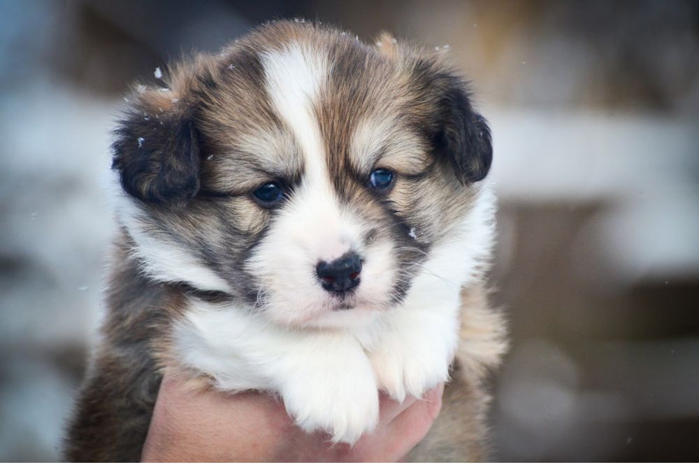 Вельш корги пемброк, мальчик