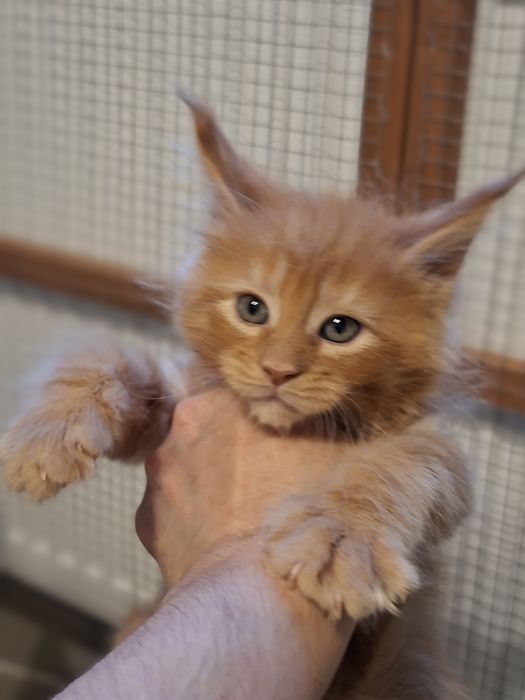 Rudy chłopczyk Maine  Coon