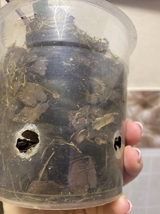 Орхідея дєтка малютка фіолетова