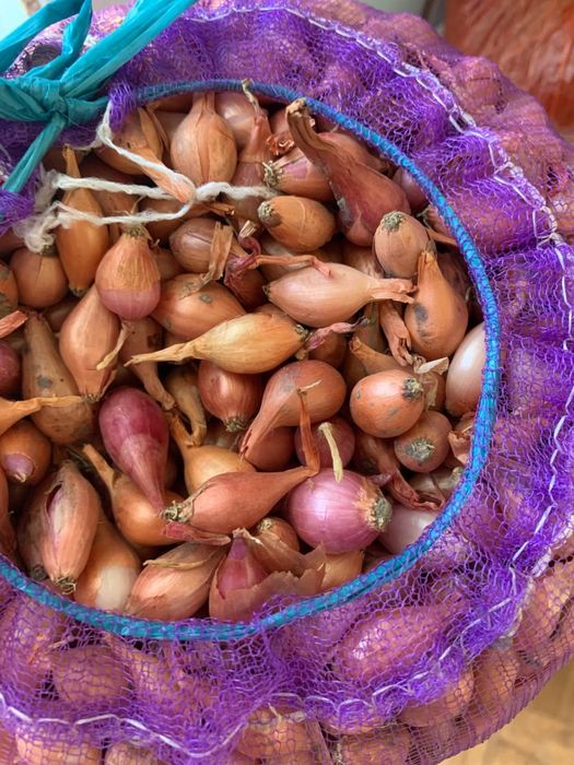 Арпажик(лук-севок)