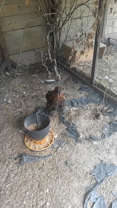 Kogut silka /silki