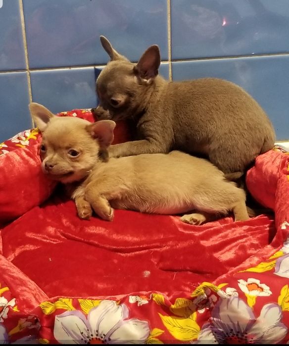 Две девочки чихуахуа лиловые