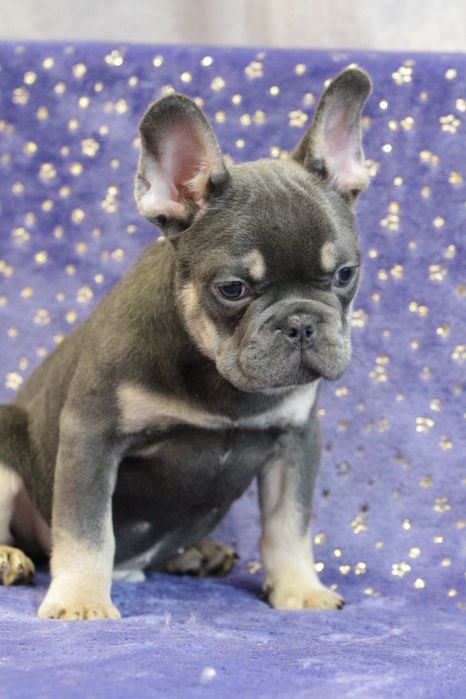 Французький бульдог