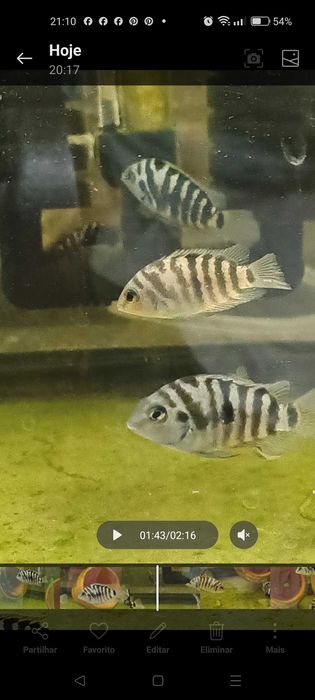 PROMOÇÃO nigrofaciatos (Acará do Congo)