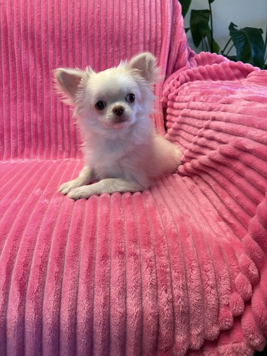 Chihuahua przepiękny 6 miesięczny chłopak