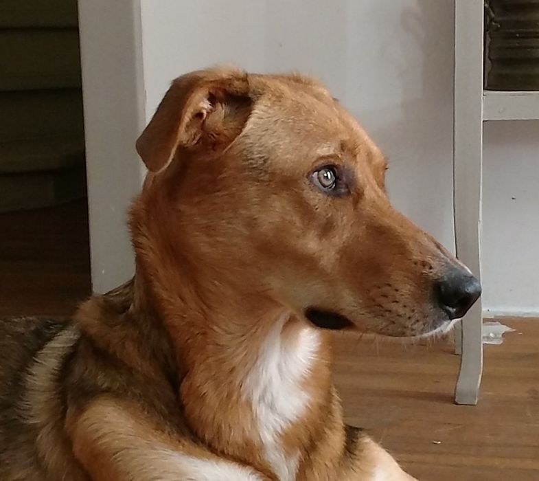 В добрые руки молодой крупный красавчик пёс