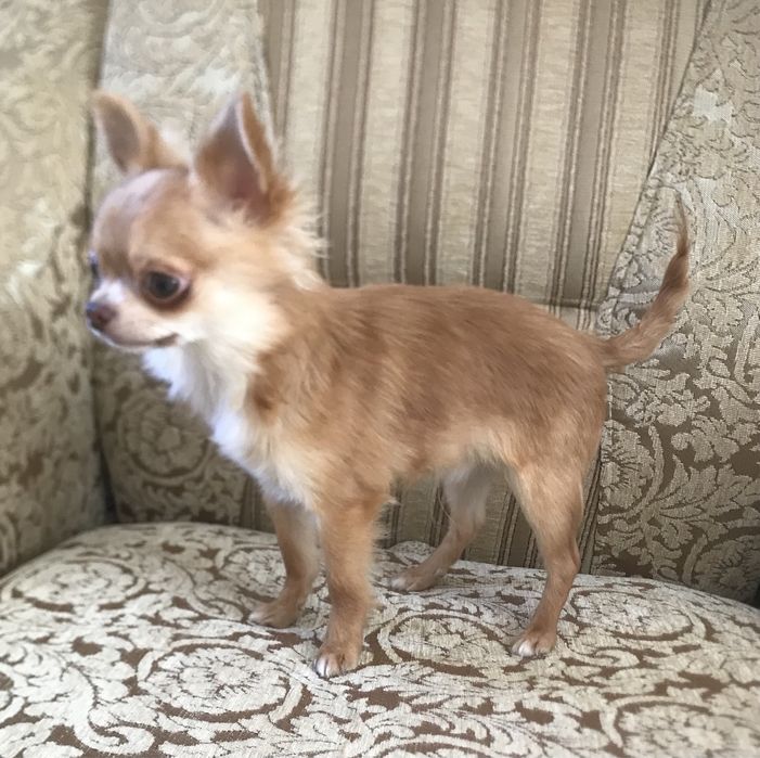 Радость в дваш дом)