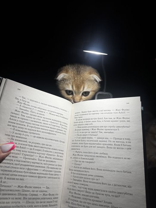 Золотая шиншила , шотландці