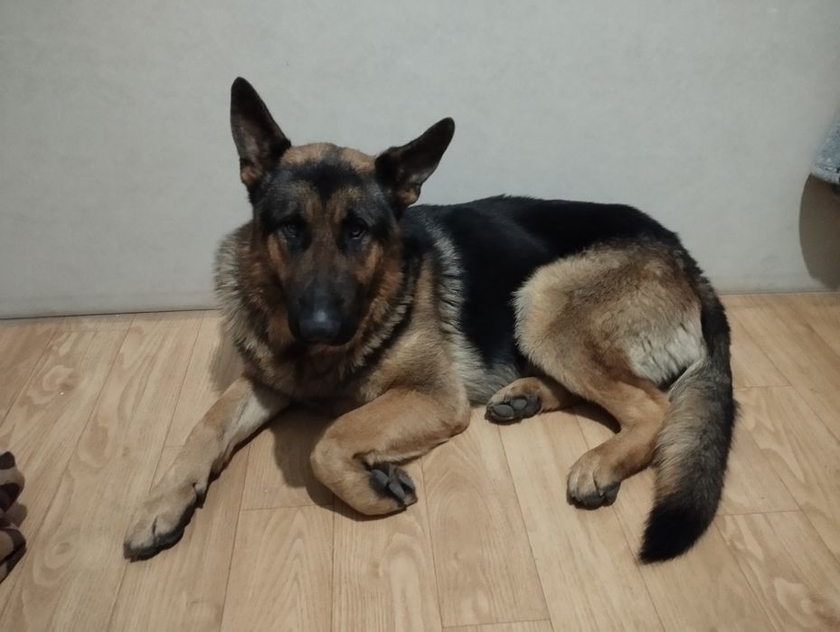 Овчарка.Кобель для случки.